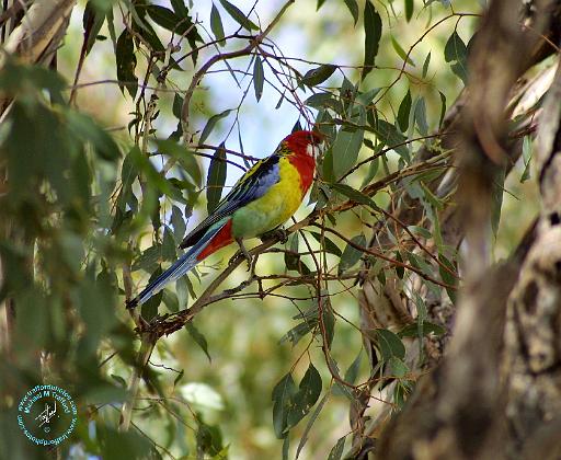 Rosella 9R033D-10.JPG